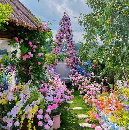 🌺Climbing Rose Seeds | Free Fertilizer-Supplement nitrogen 🌺