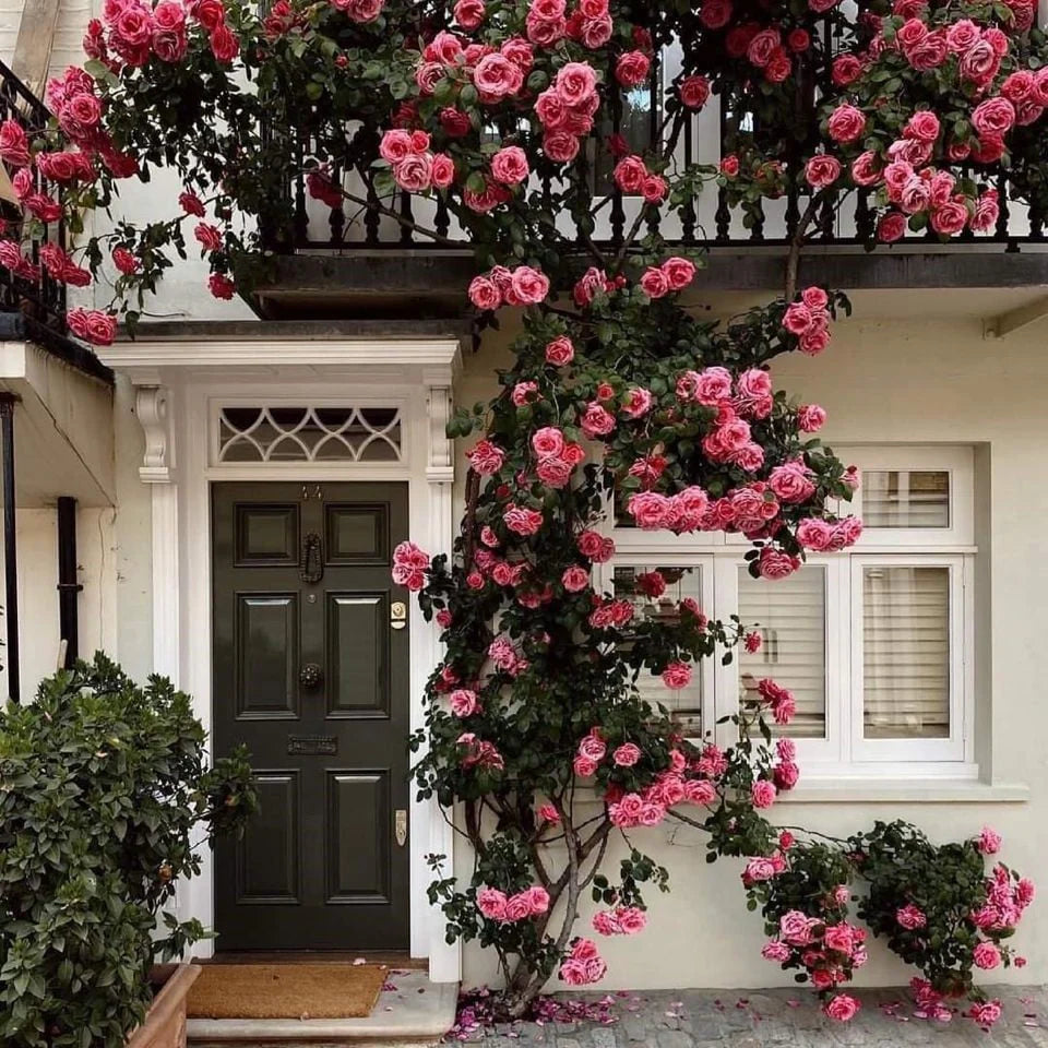 🌺Climbing Rose Seeds | Free Fertilizer-Supplement nitrogen 🌺