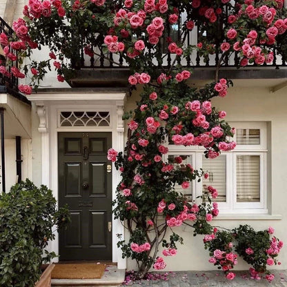 🌺Climbing Rose Seeds | Free Fertilizer-Supplement nitrogen 🌺