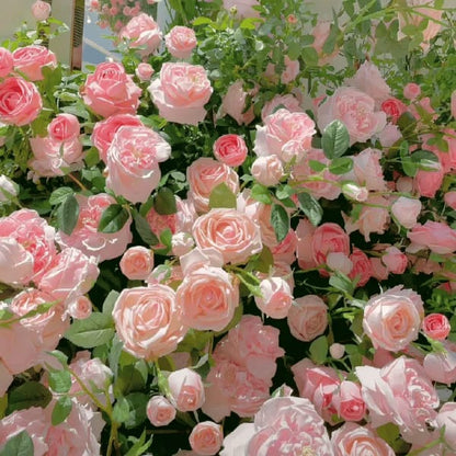 🌺Climbing Rose Seeds | Free Fertilizer-Supplement nitrogen 🌺