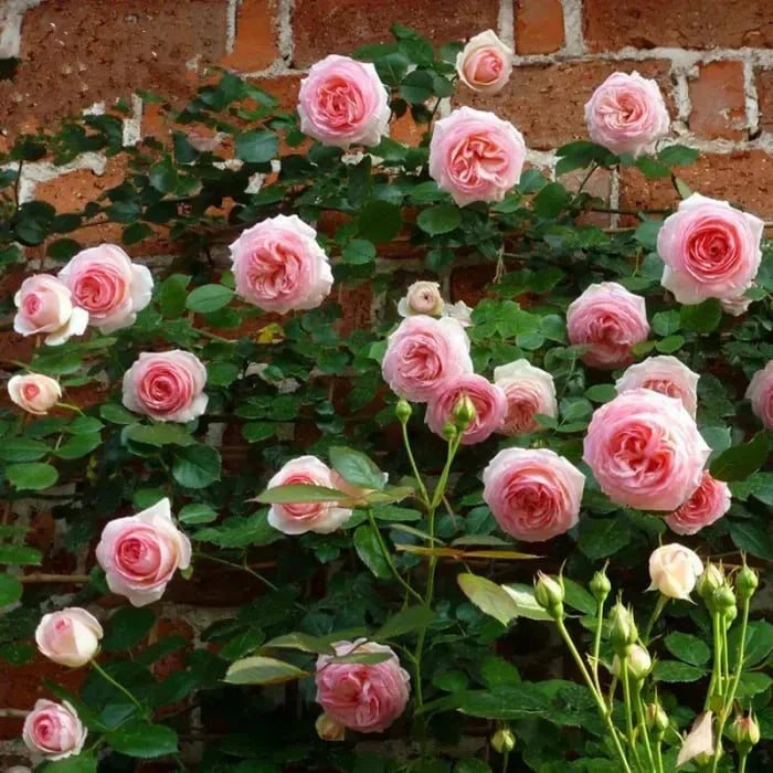 🌺Climbing Rose Seeds | Free Fertilizer-Supplement nitrogen 🌺