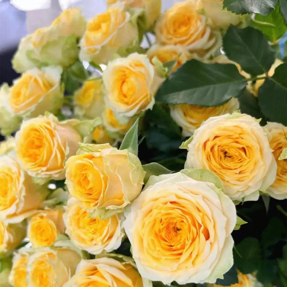 🌺Climbing Rose Seeds | Free Fertilizer-Supplement nitrogen 🌺