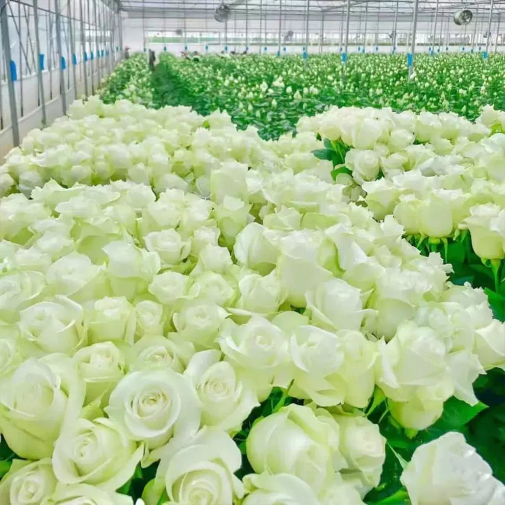 🌺Climbing Rose Seeds | Free Fertilizer-Supplement nitrogen 🌺