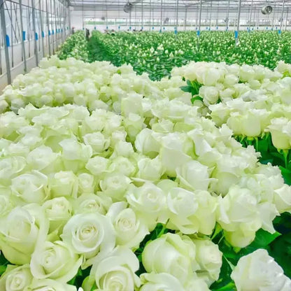 🌺Climbing Rose Seeds | Free Fertilizer-Supplement nitrogen 🌺